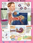 Blueprint for Health Your Ears Anatomical Chart